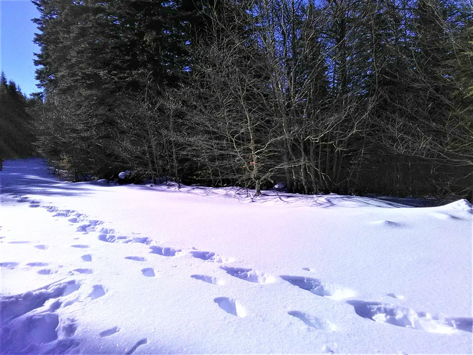 27654983_1576977575670837_8518874597024425190_n